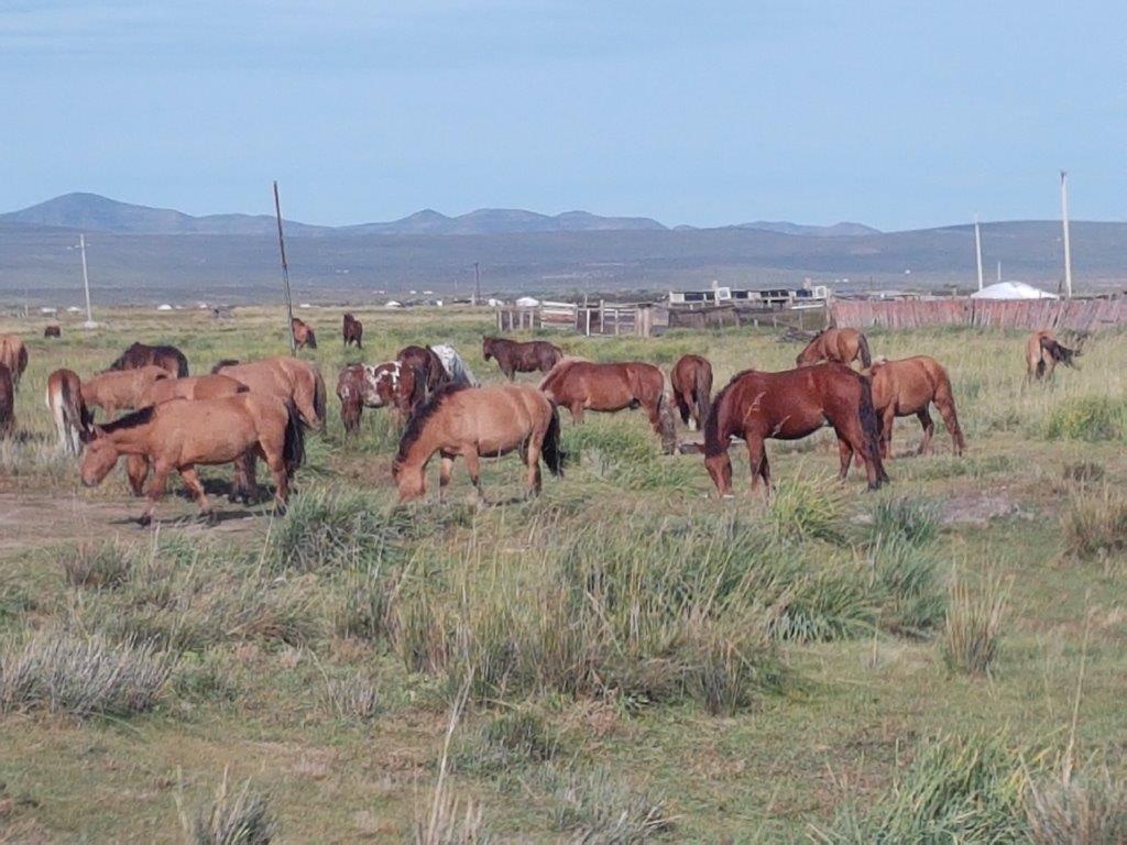 Mongolian Roadtrip_On the Road012