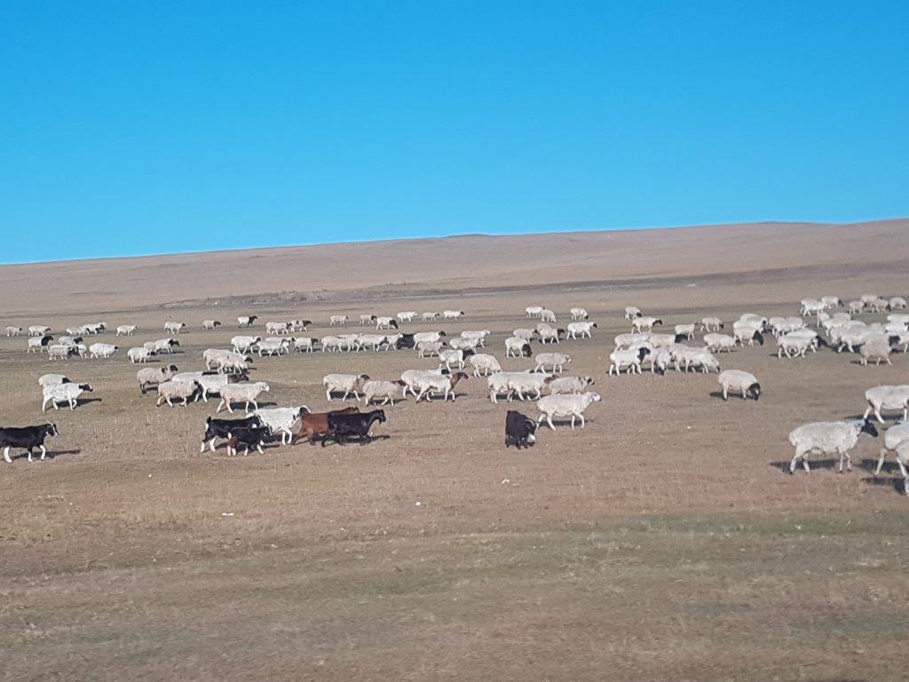 Northern Mongolia 005
