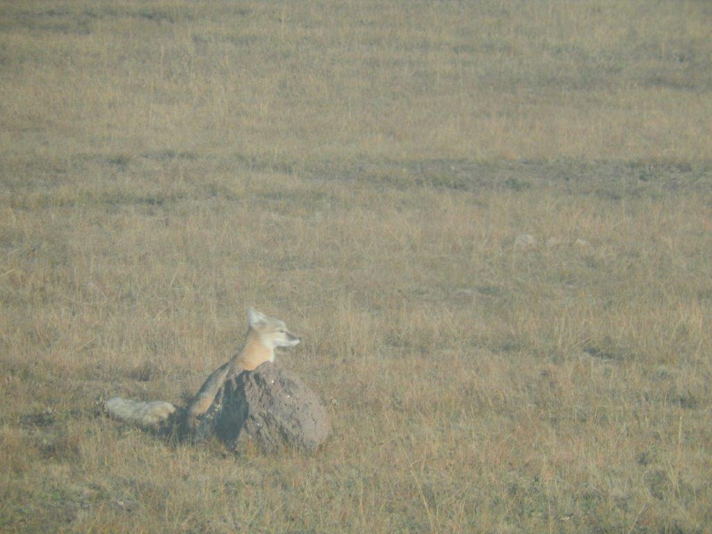 Northern Mongolia 030