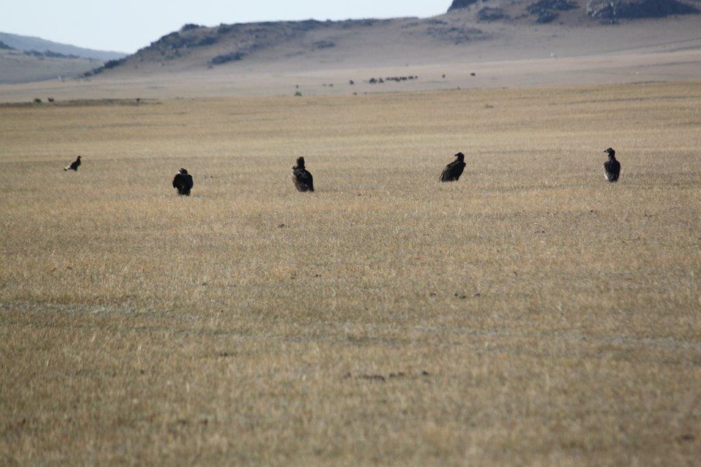 Northern Mongolia 037