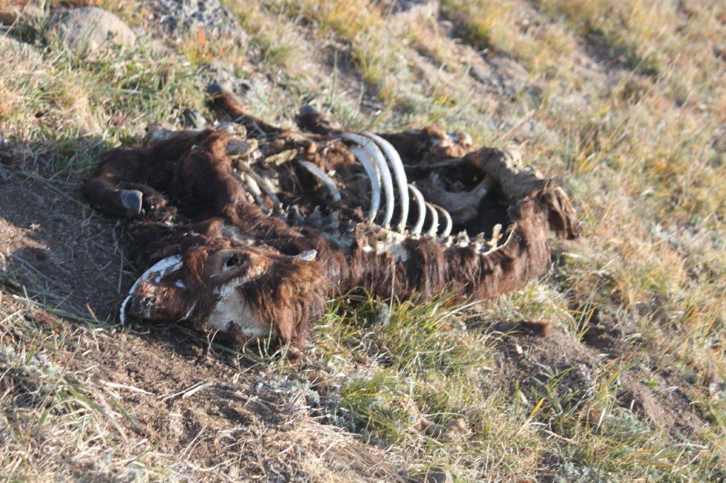 Northern Mongolia 040