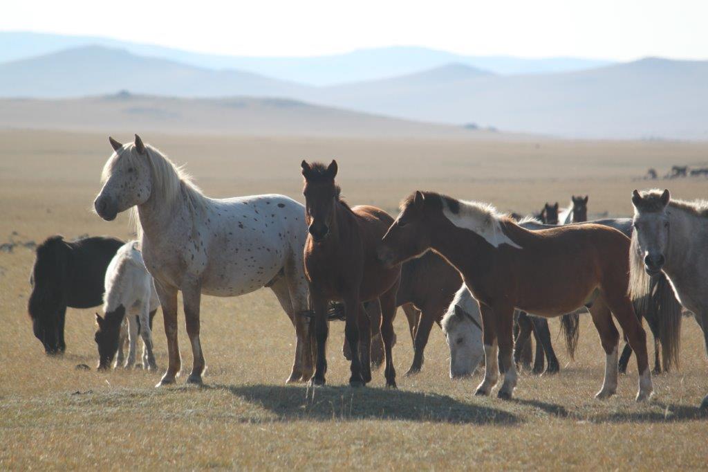 Northern Mongolia 056