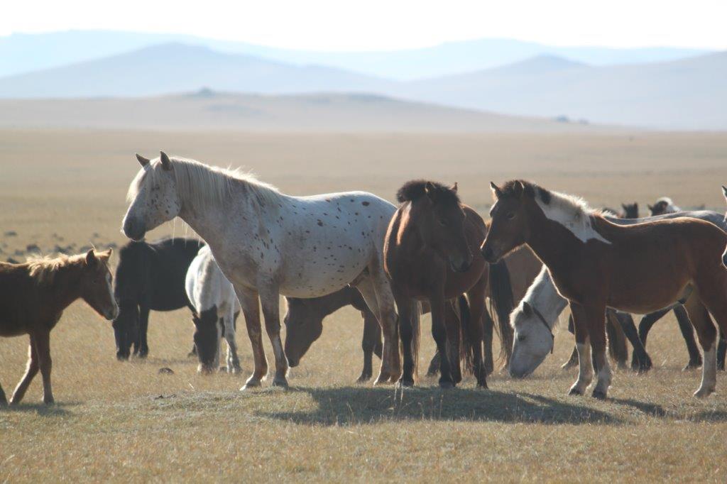Northern Mongolia 057