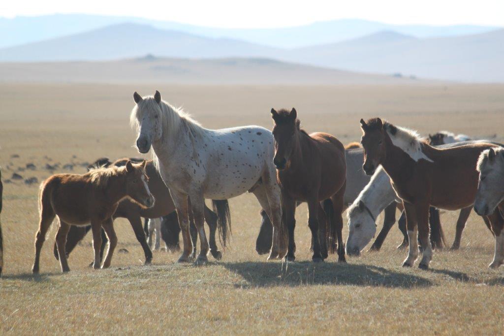 Northern Mongolia 058