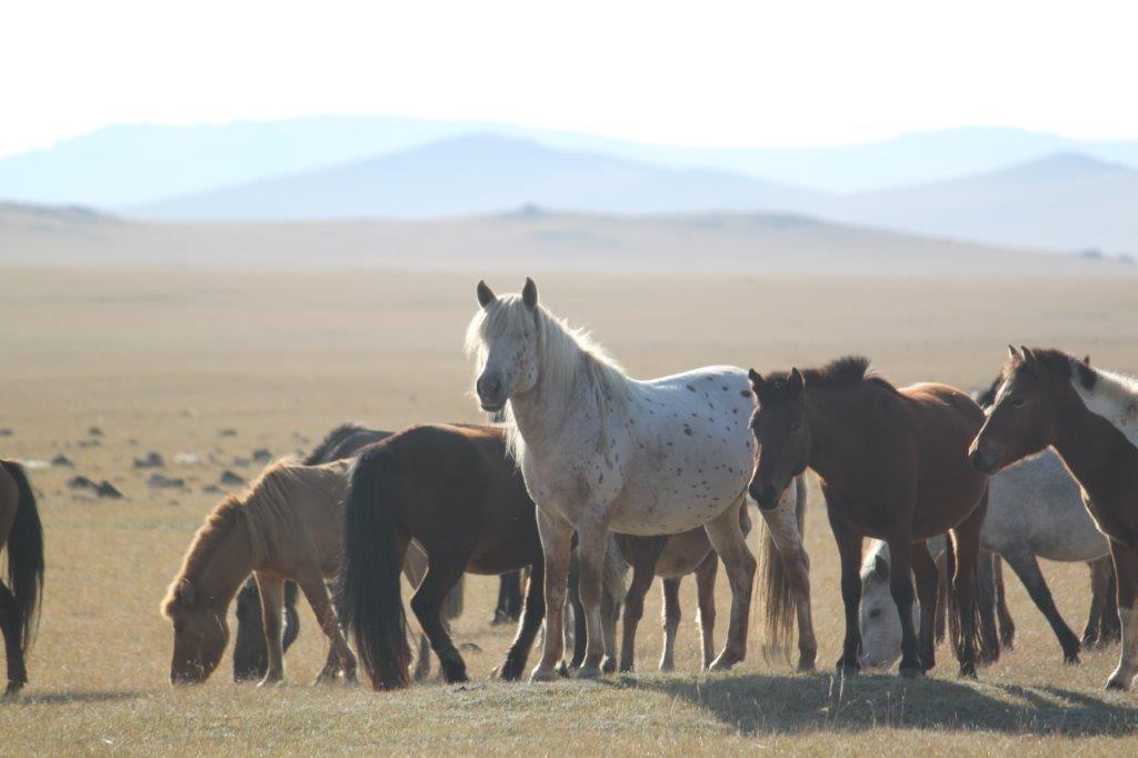 Northern Mongolia 059