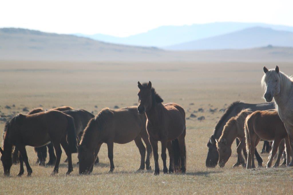 Northern Mongolia 060