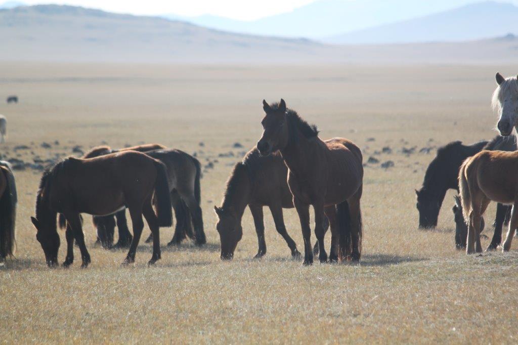 Northern Mongolia 061