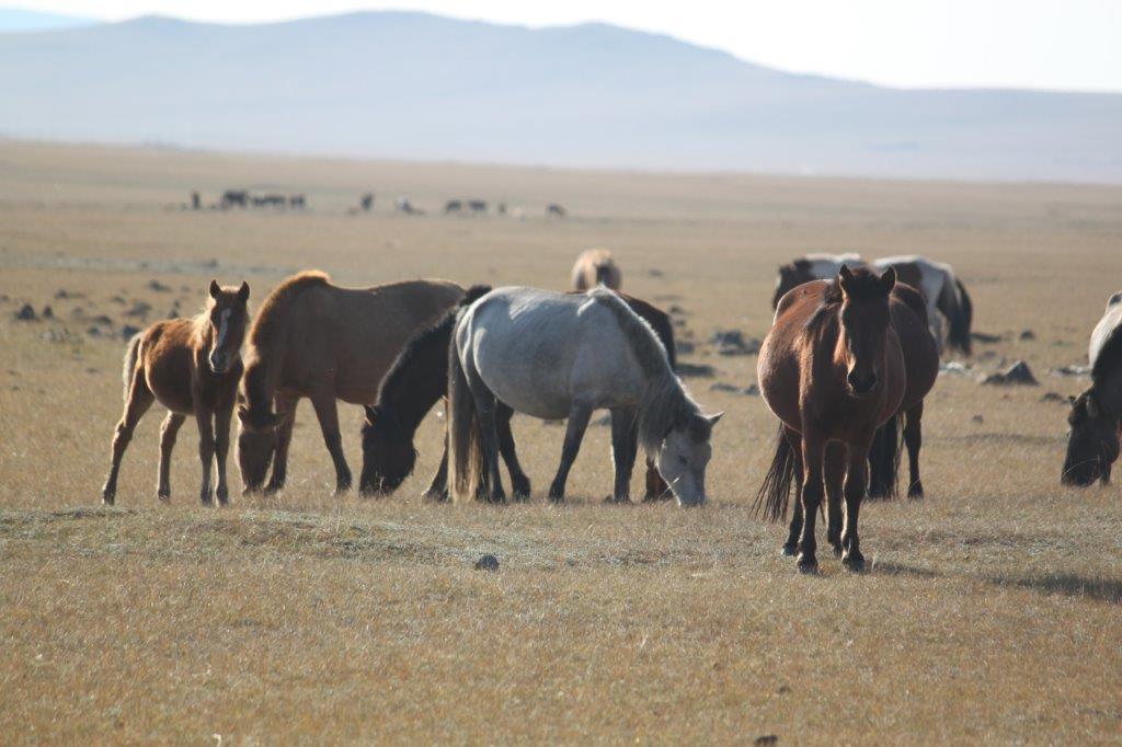 Northern Mongolia 062