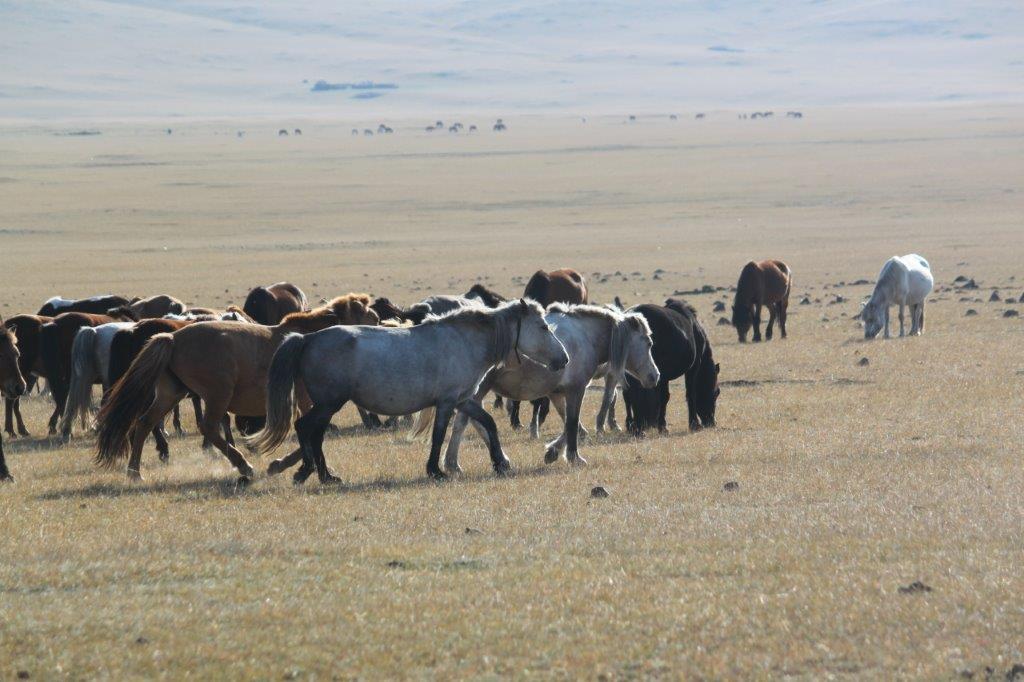 Northern Mongolia 063