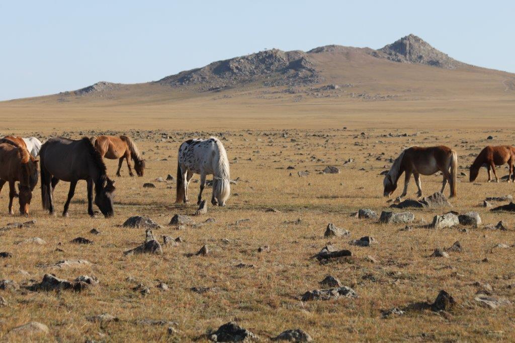 Northern Mongolia 067