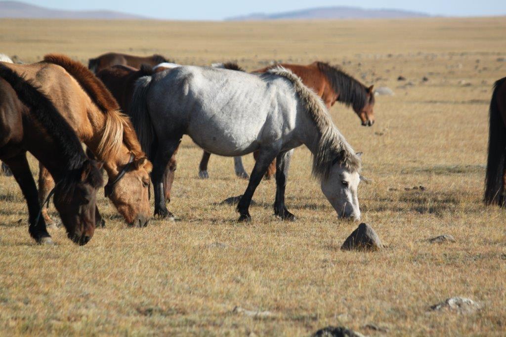 Northern Mongolia 070