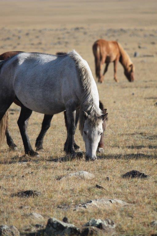 Northern Mongolia 071