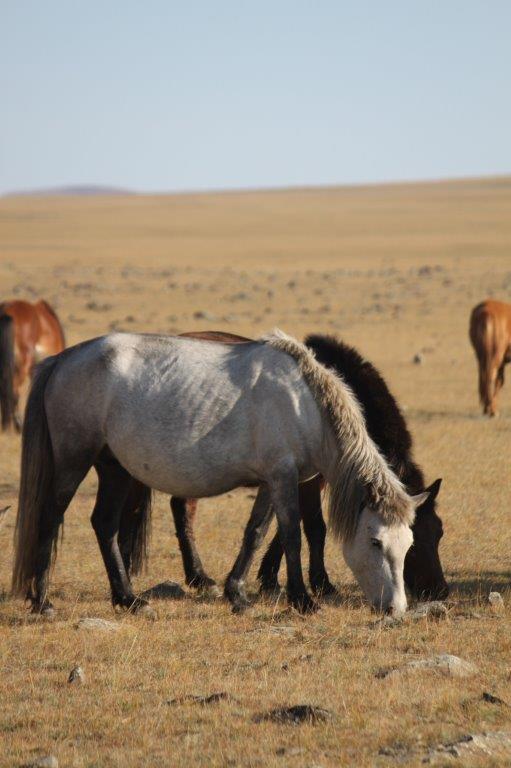 Northern Mongolia 072