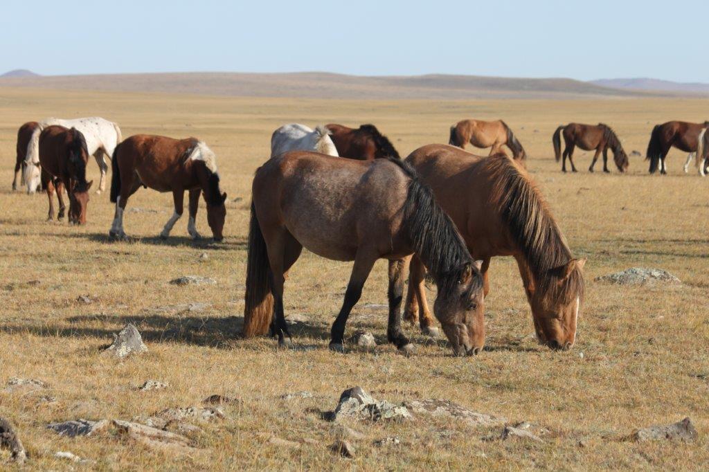 Northern Mongolia 073