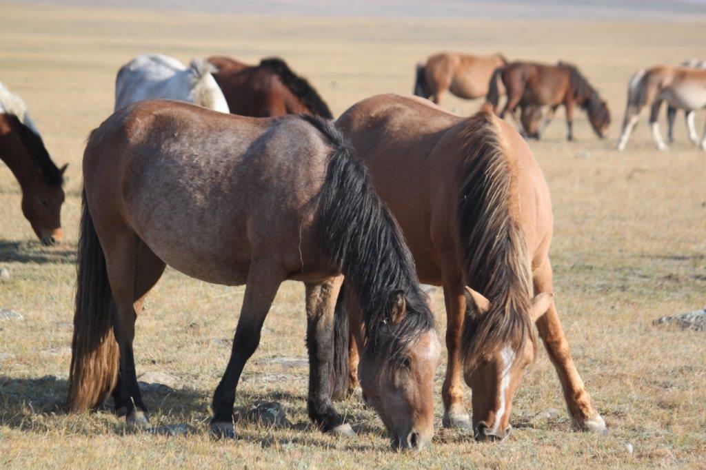 Northern Mongolia 075