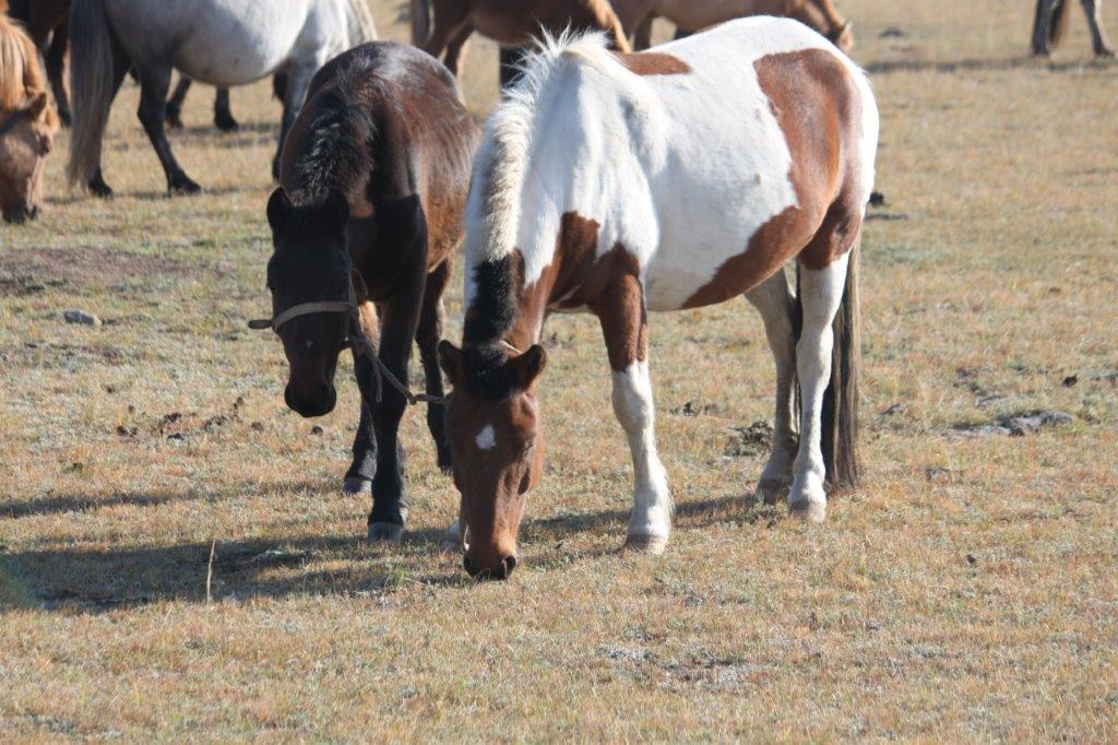 Northern Mongolia 076