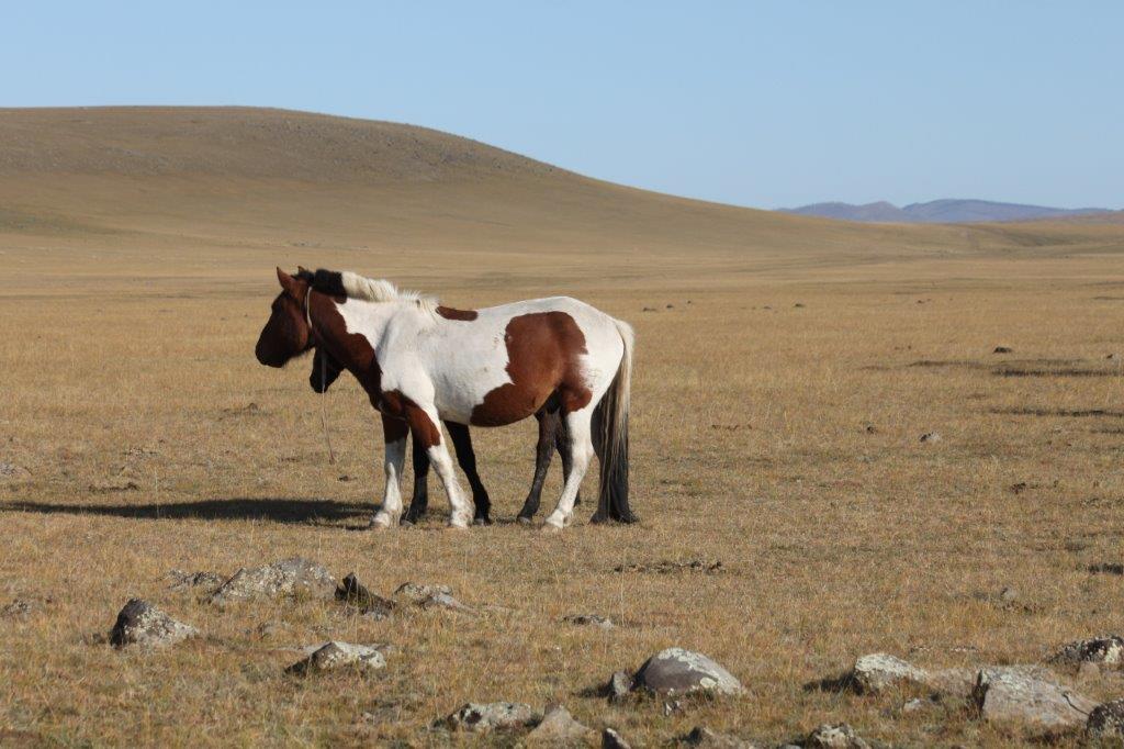 Northern Mongolia 077