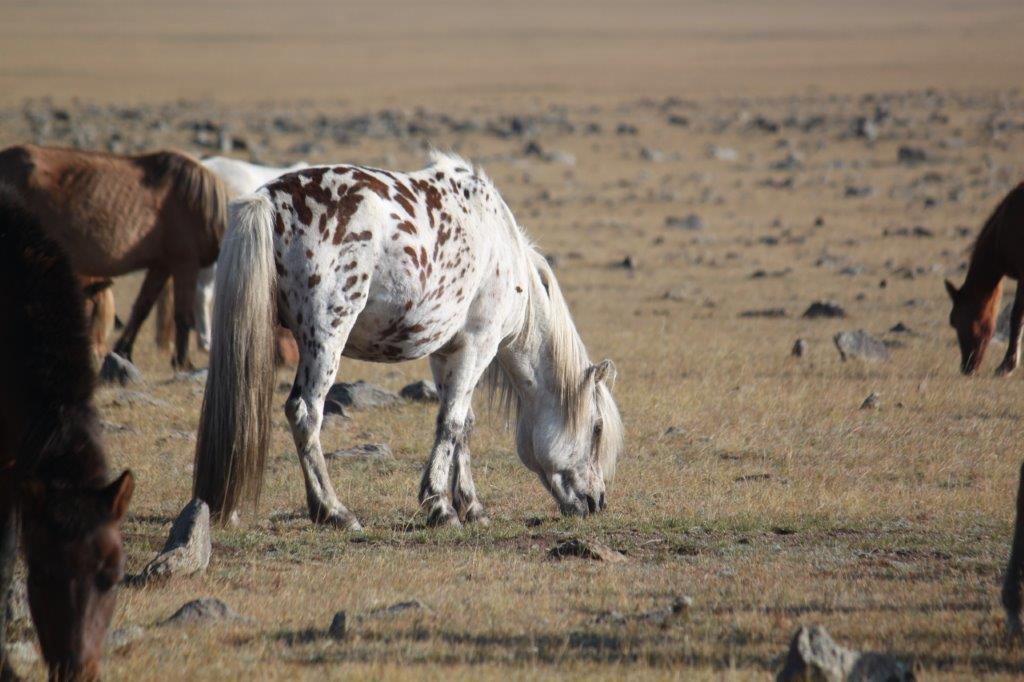 Northern Mongolia 078