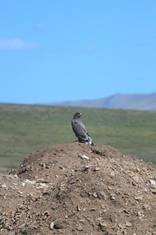 Northern Mongolia 109
