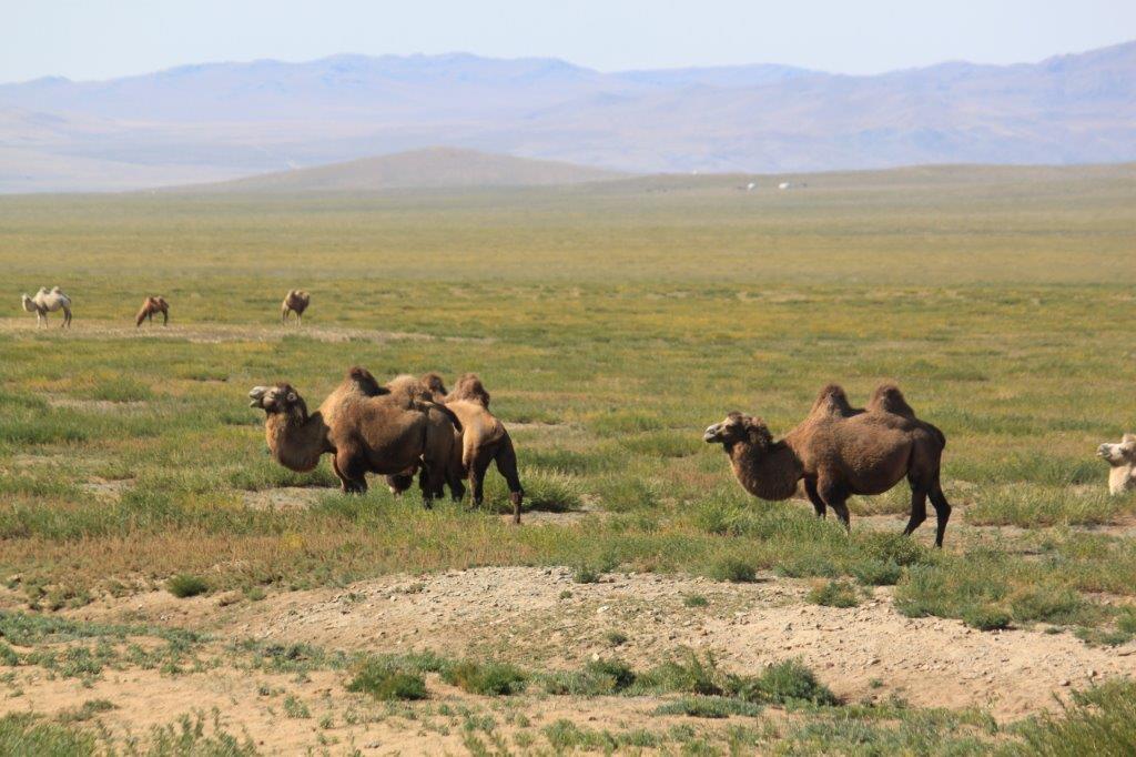 Northern Mongolia 113