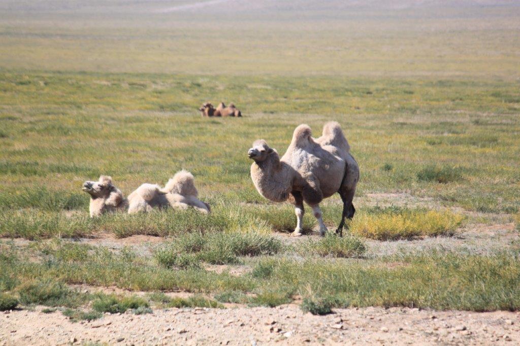Northern Mongolia 118