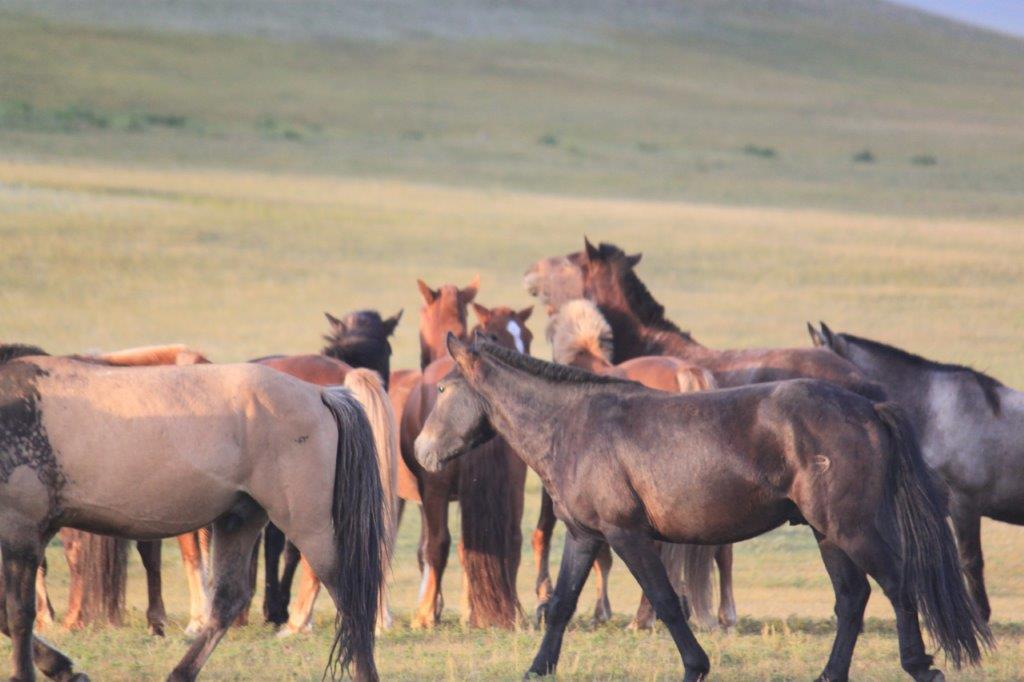 WildHorses003