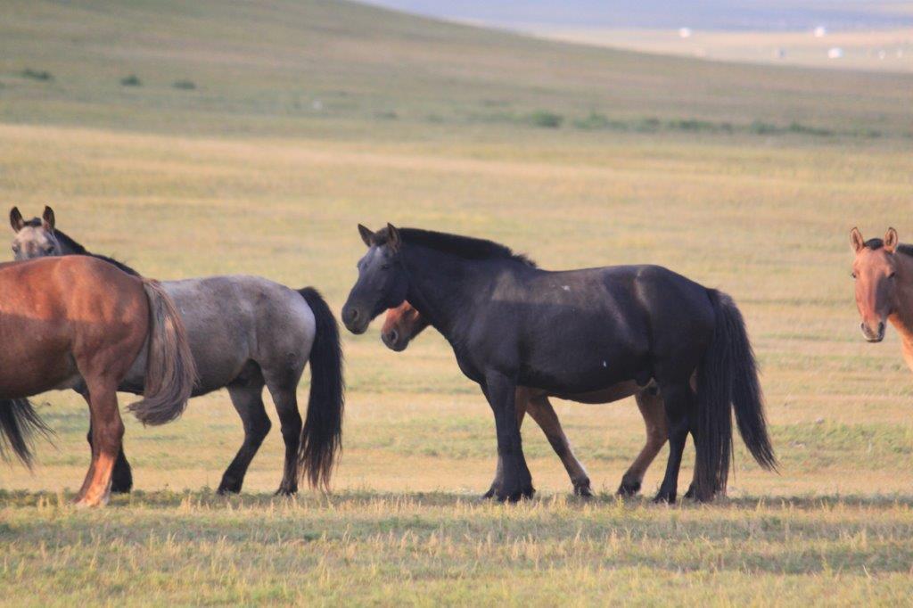 WildHorses004