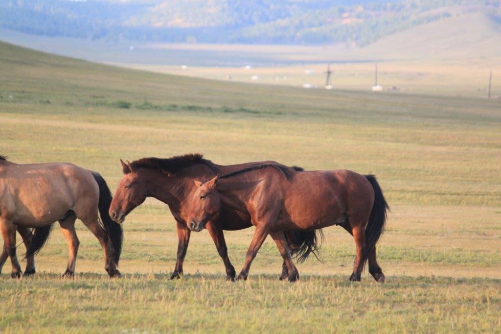 WildHorses005