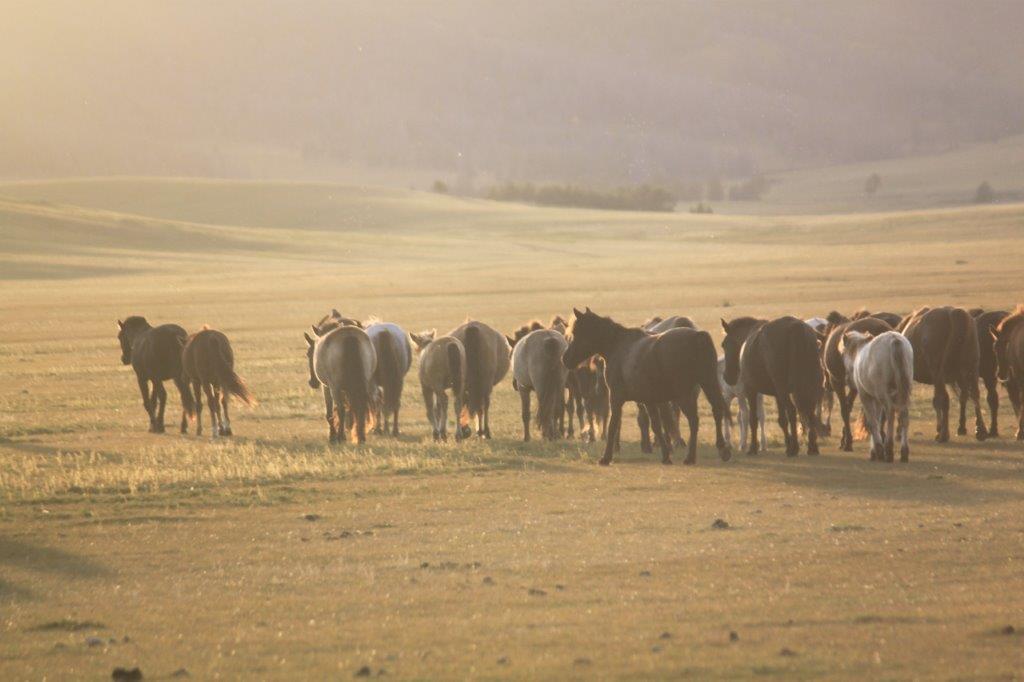 WildHorses006