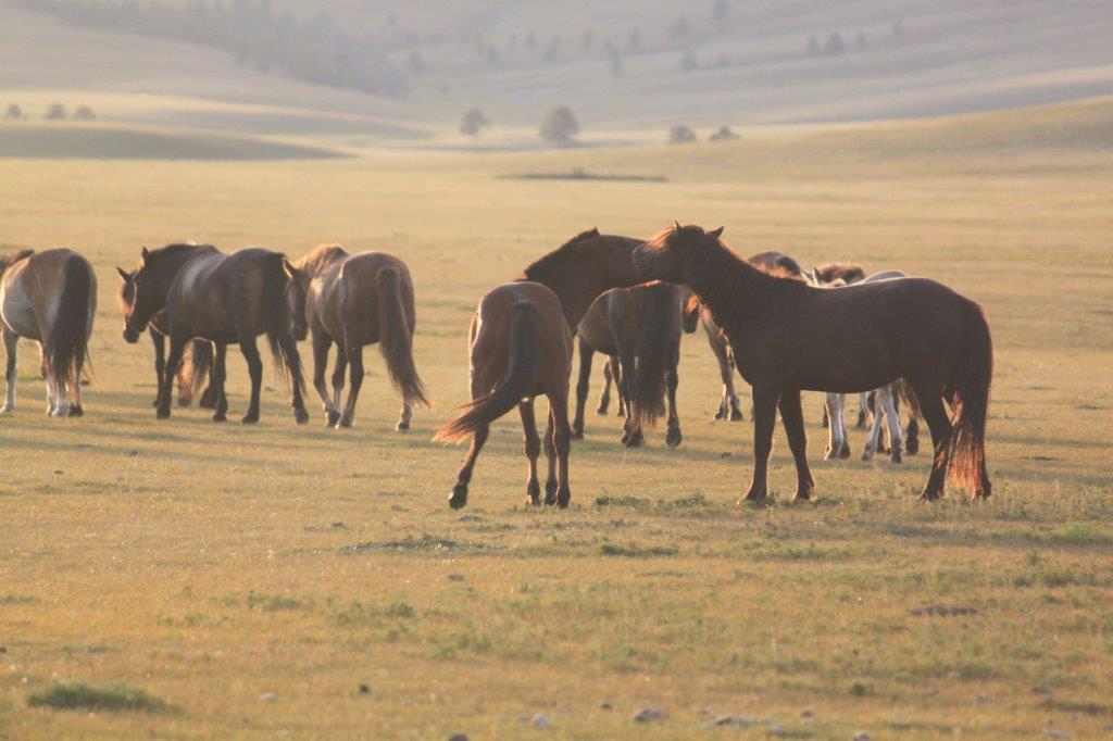 WildHorses008