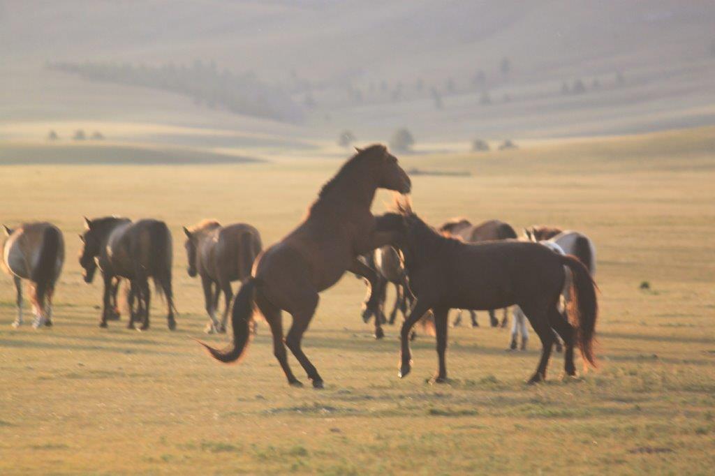 WildHorses009