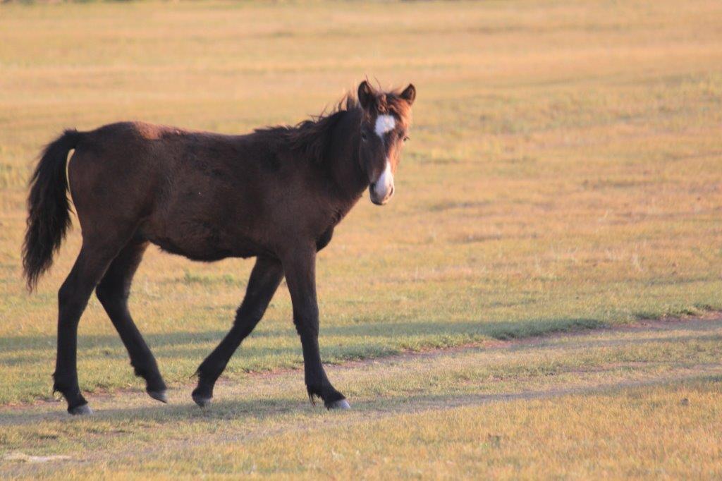 WildHorses013