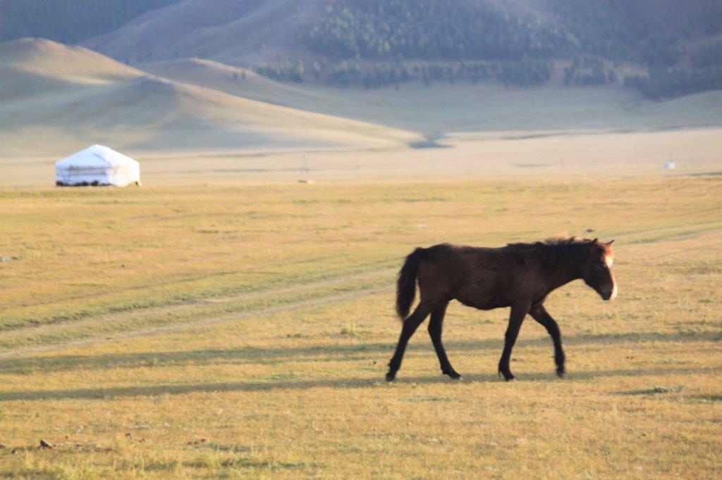 WildHorses014