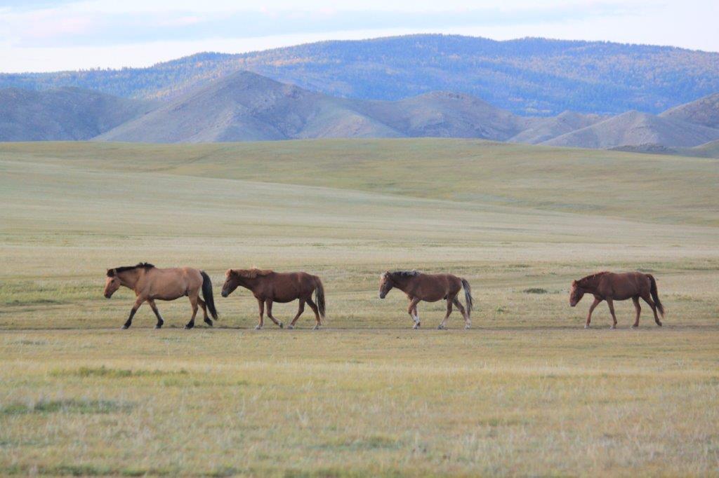 WildHorses020