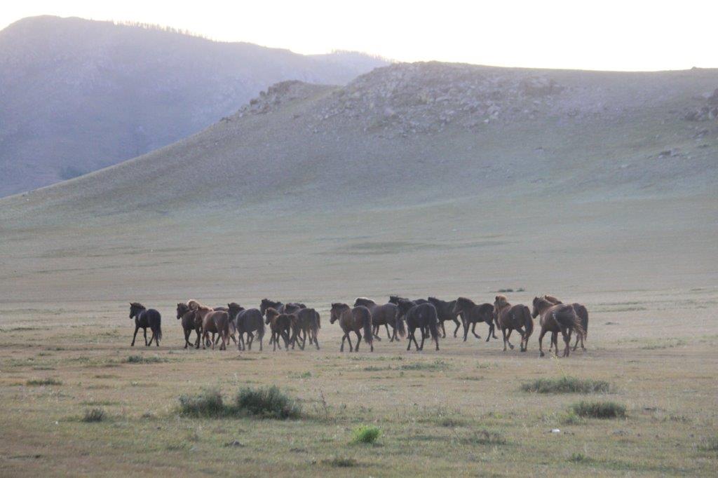 WildHorses029