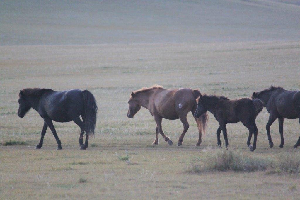 WildHorses030