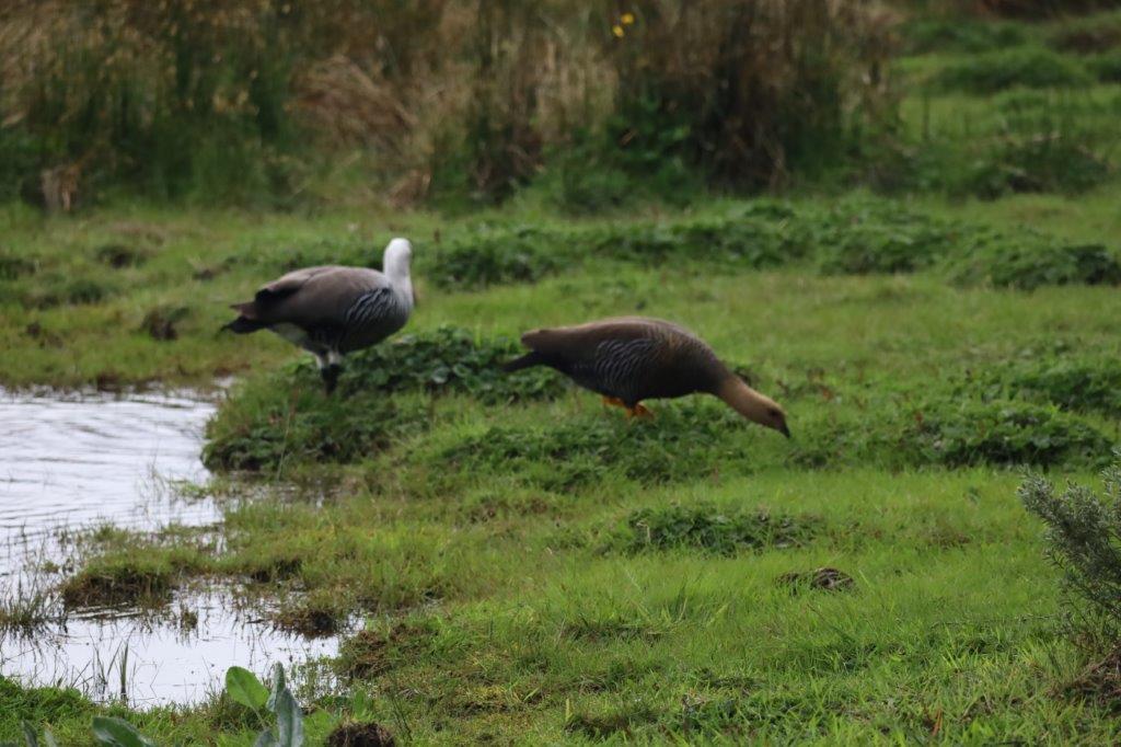 TierraDelFuegoE (39)