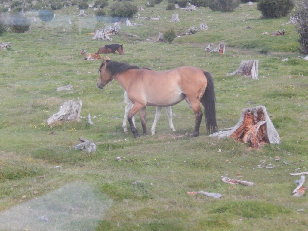 TierraDelFuegoC (254)