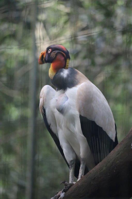 AvianParkE (102)
