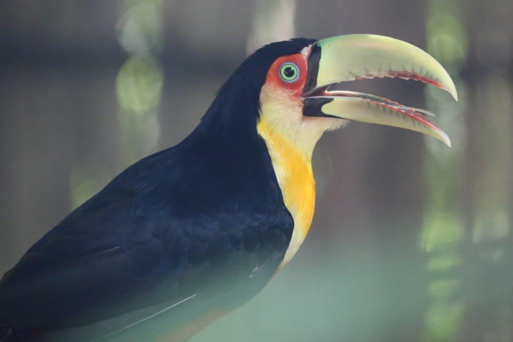 AvianParkE (13)