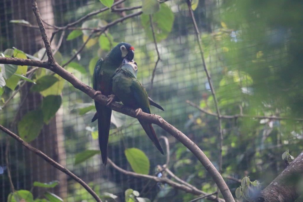 AvianParkE (137)