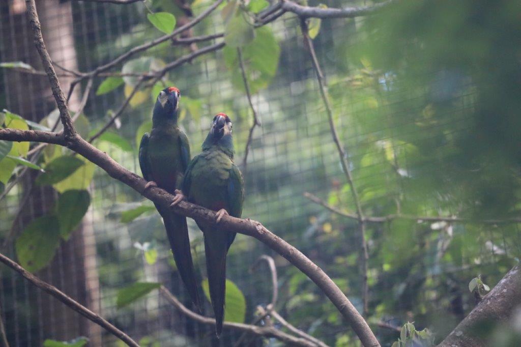 AvianParkE (148)