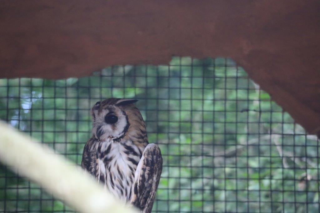AvianParkE (177)