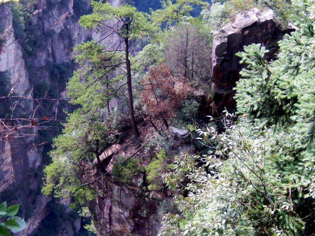 YuanjiajieE (90)