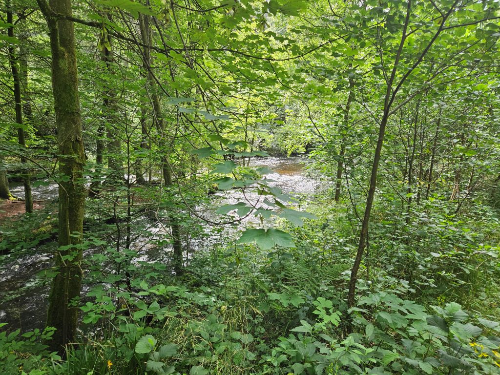 Monschau Monastery Walk (18)