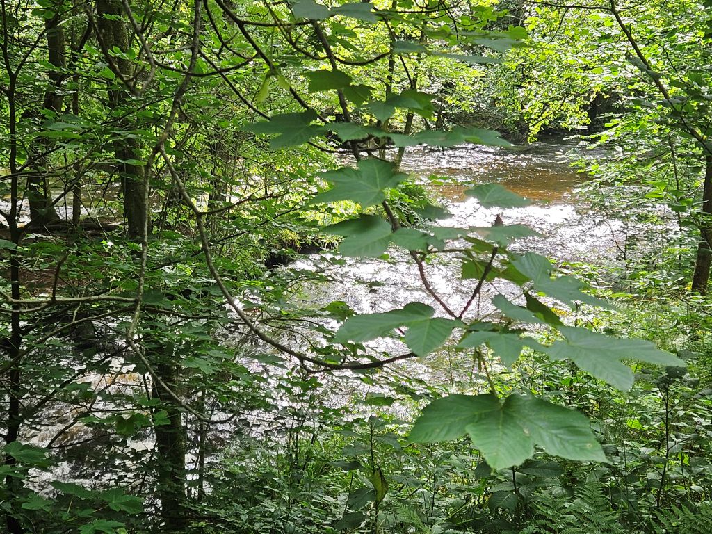 Monschau Monastery Walk (19)