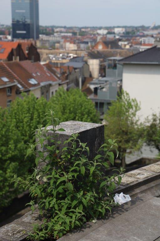 Brussel2023C (44)