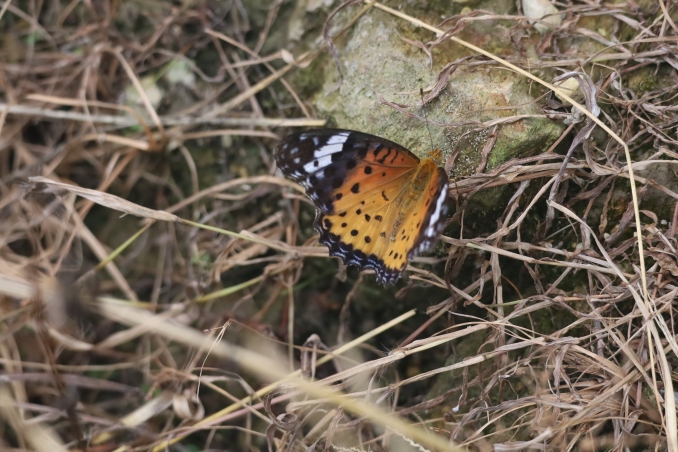 Longji VillageE (34)