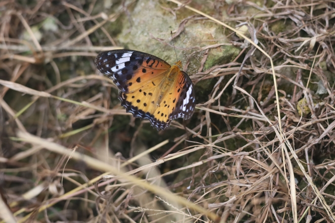 Longji VillageE (35)