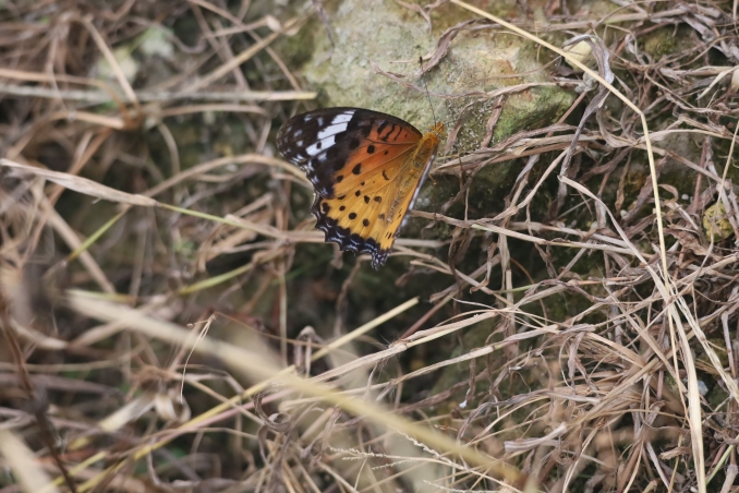 Longji VillageE (36)